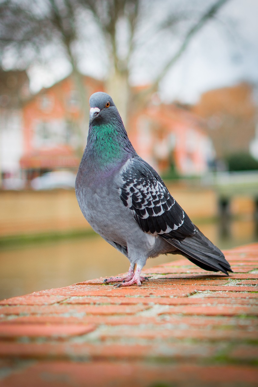 bird nature dove free photo