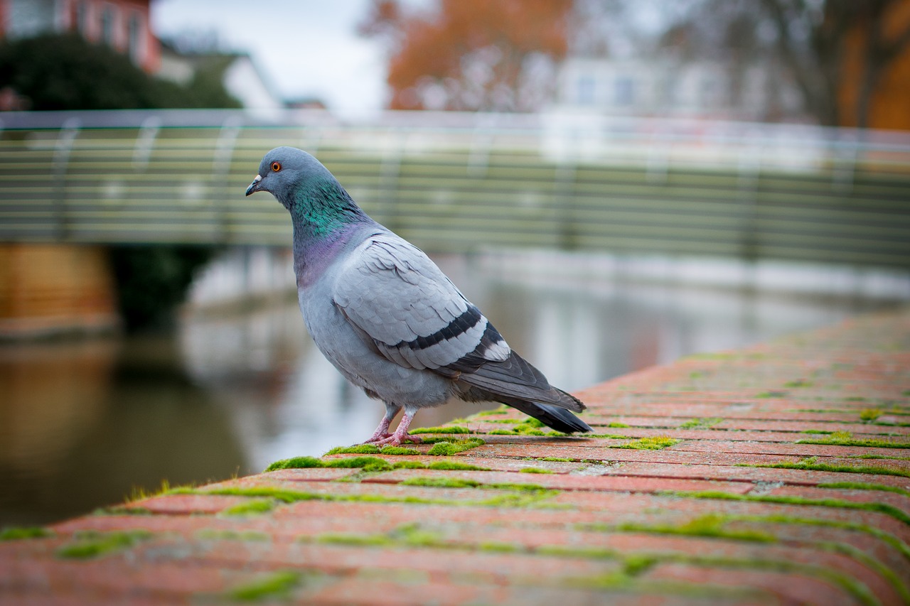 bird nature dove free photo