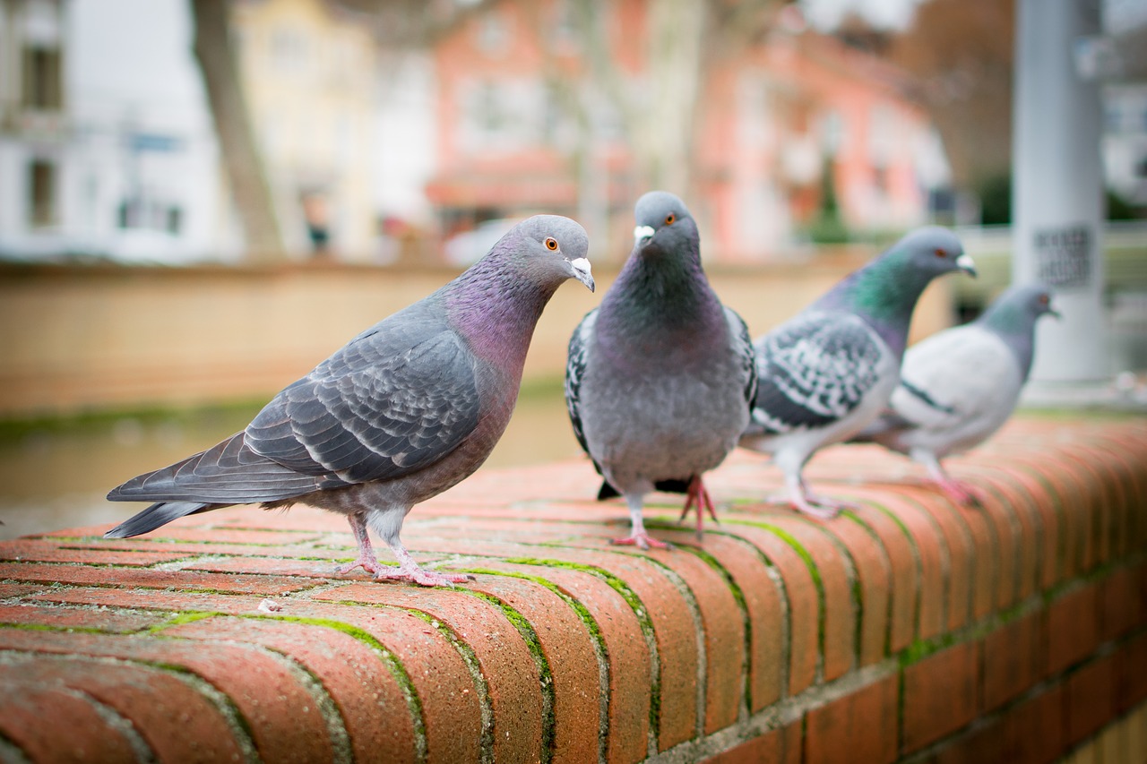 bird nature dove free photo