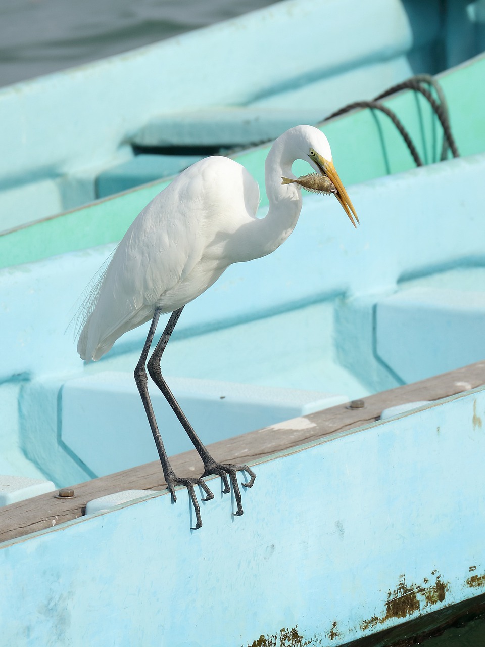 bird nature wildlife free photo