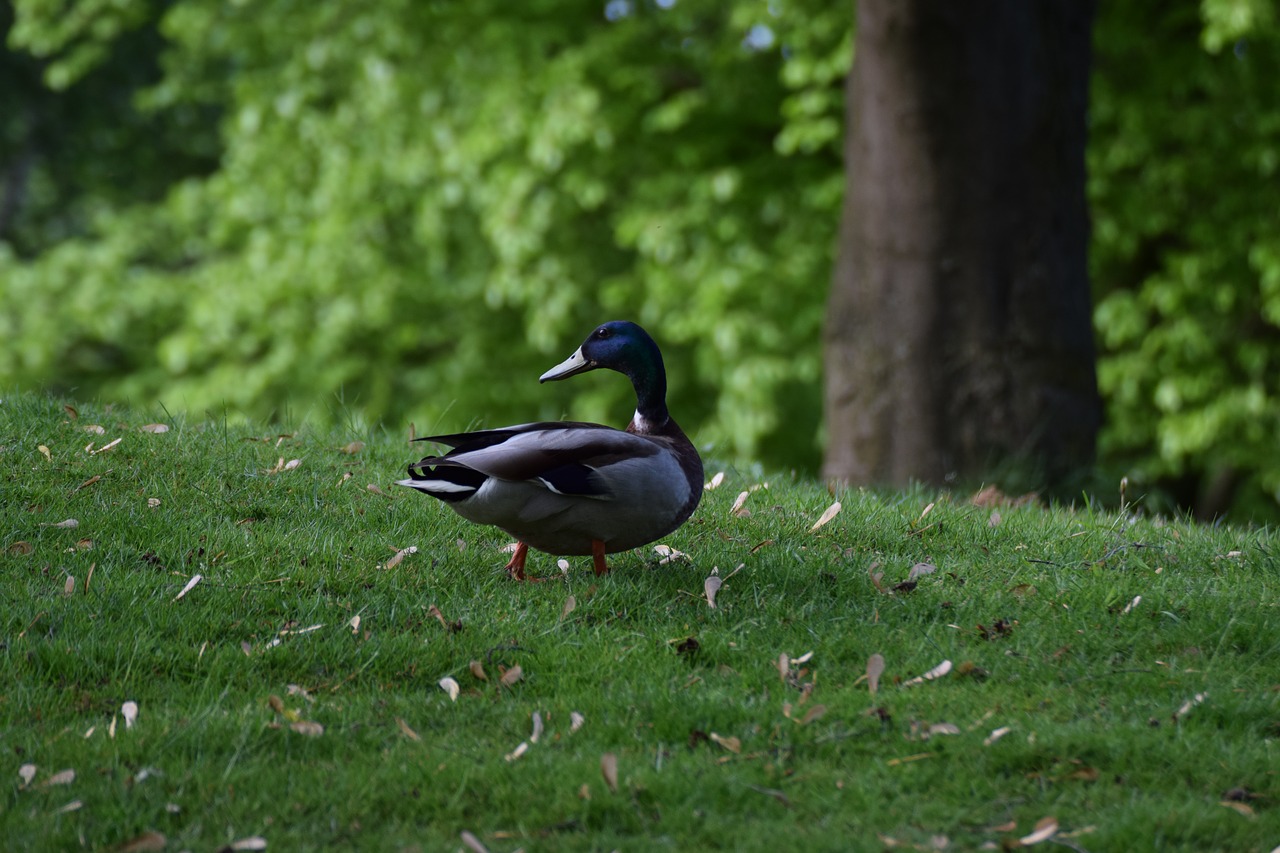 bird nature animal world free photo