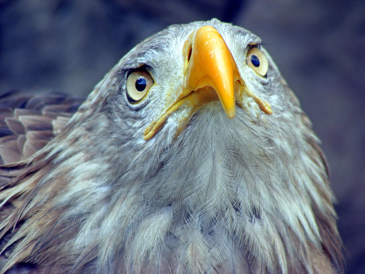 bird animal world feather free photo