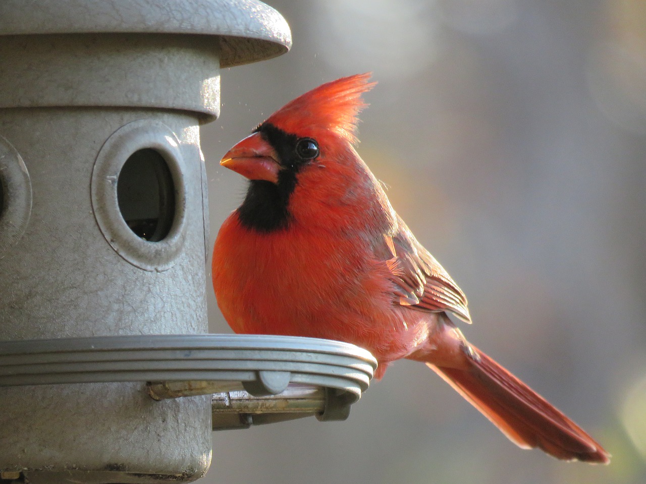 bird nature red bird free photo