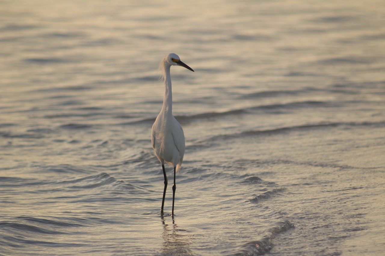 bird water nature free photo