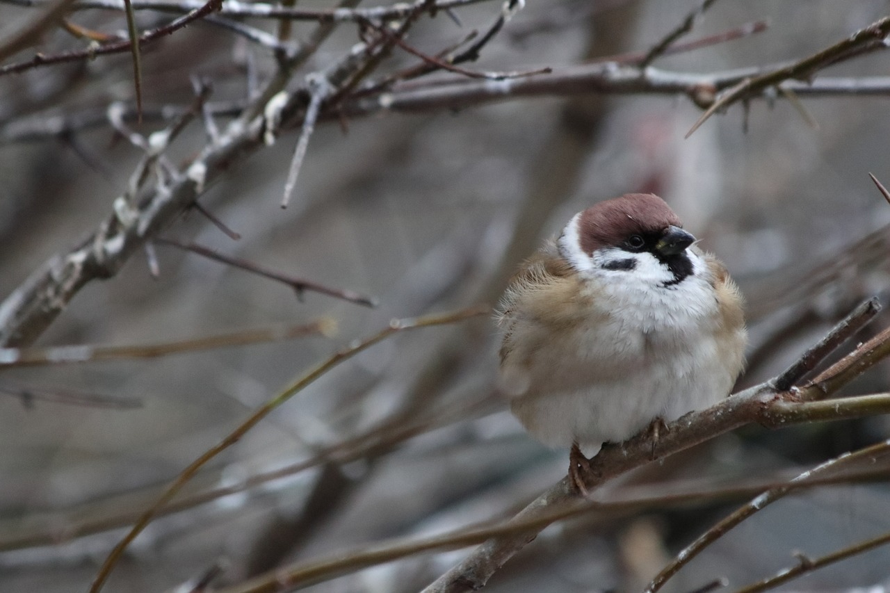 bird living nature nature free photo