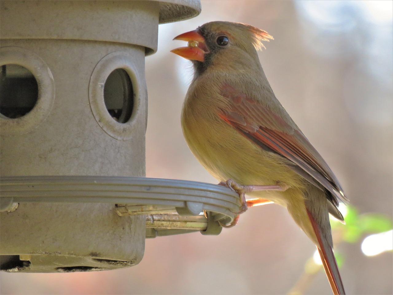 bird wildlife nature free photo