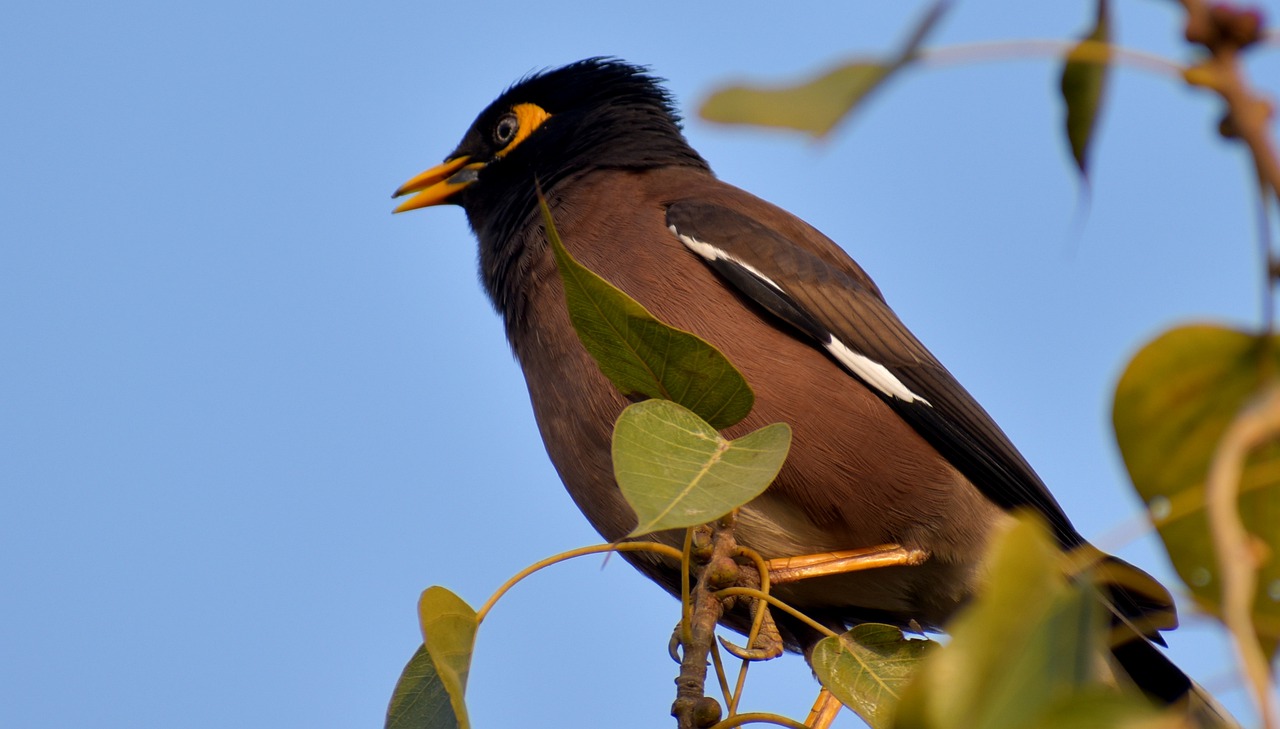 bird wildlife nature free photo