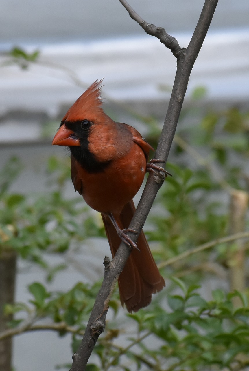 bird nature wildlife free photo