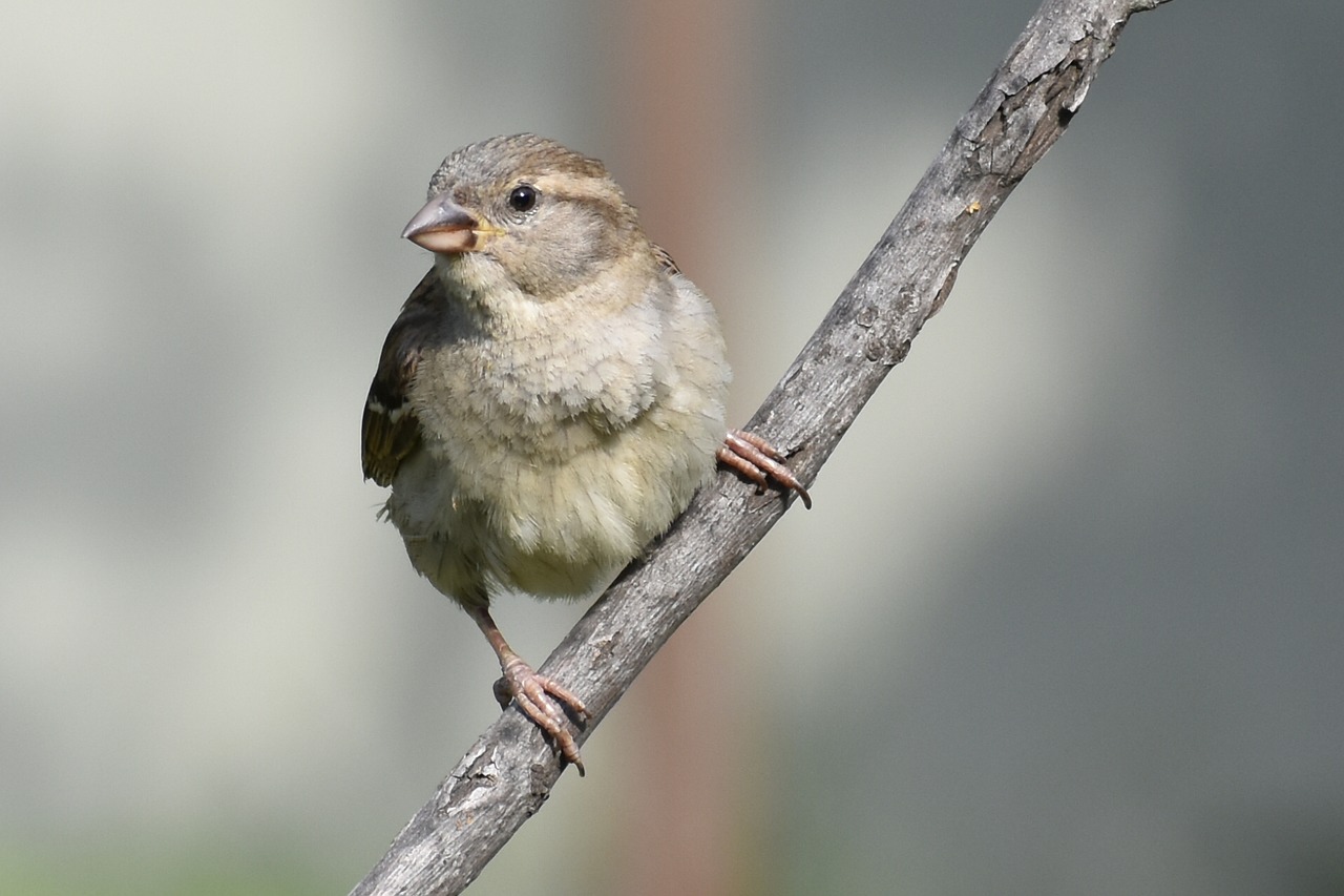 bird wildlife nature free photo