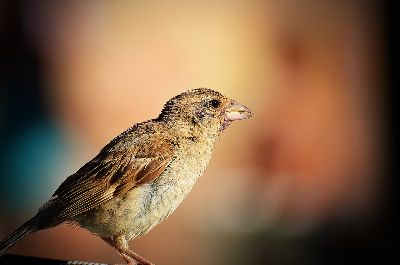 bird wildlife nature free photo