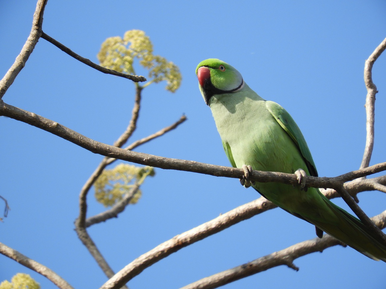 bird wildlife animal free photo