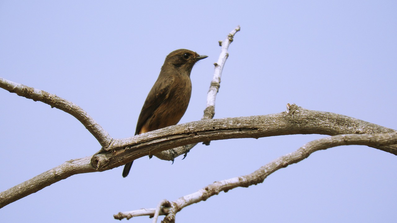 bird nature wildlife free photo