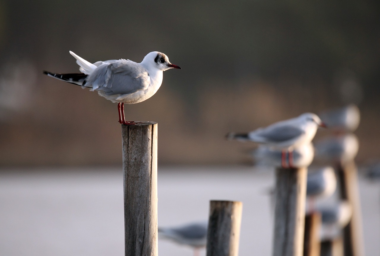 bird fauna nature free photo