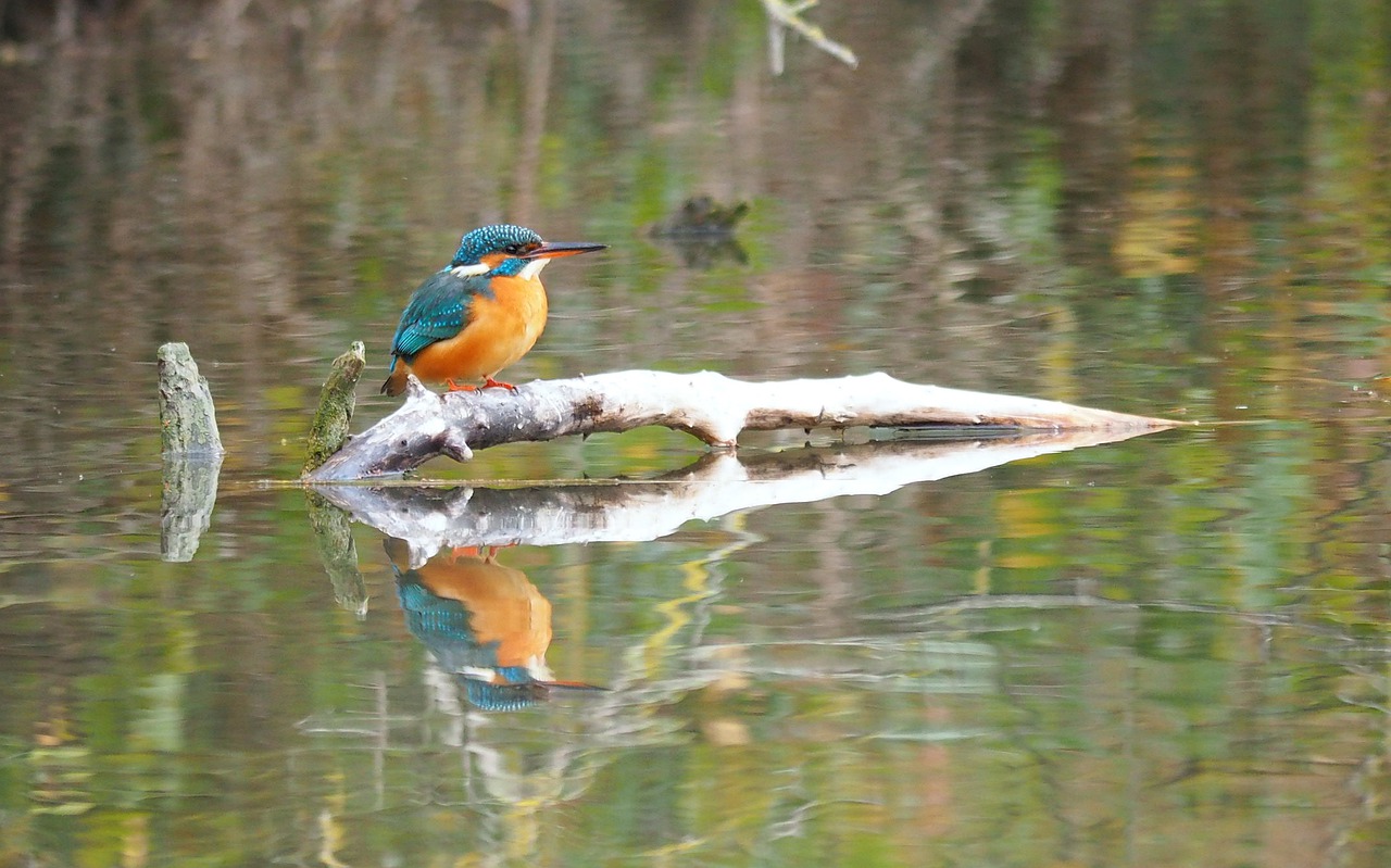 bird fauna martin pecheur free photo