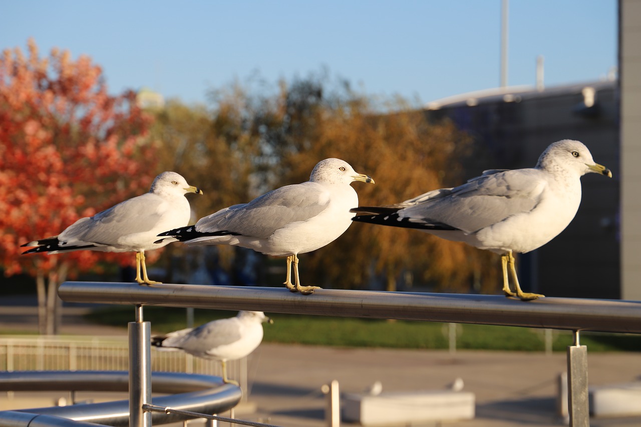 bird nature seagull free photo