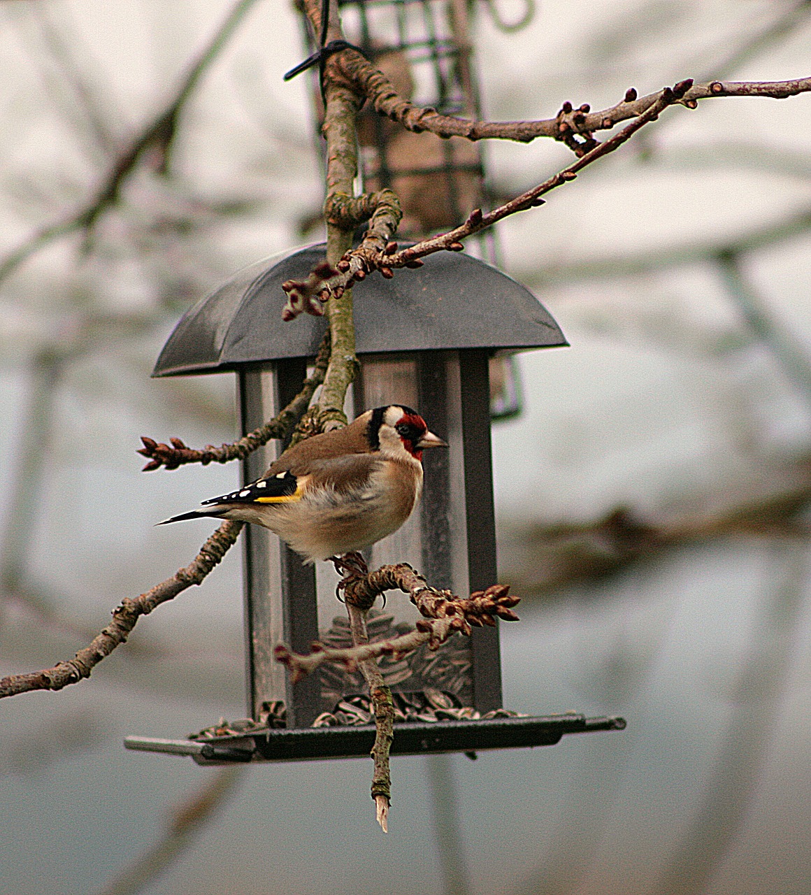 bird animal world goldfinch free photo