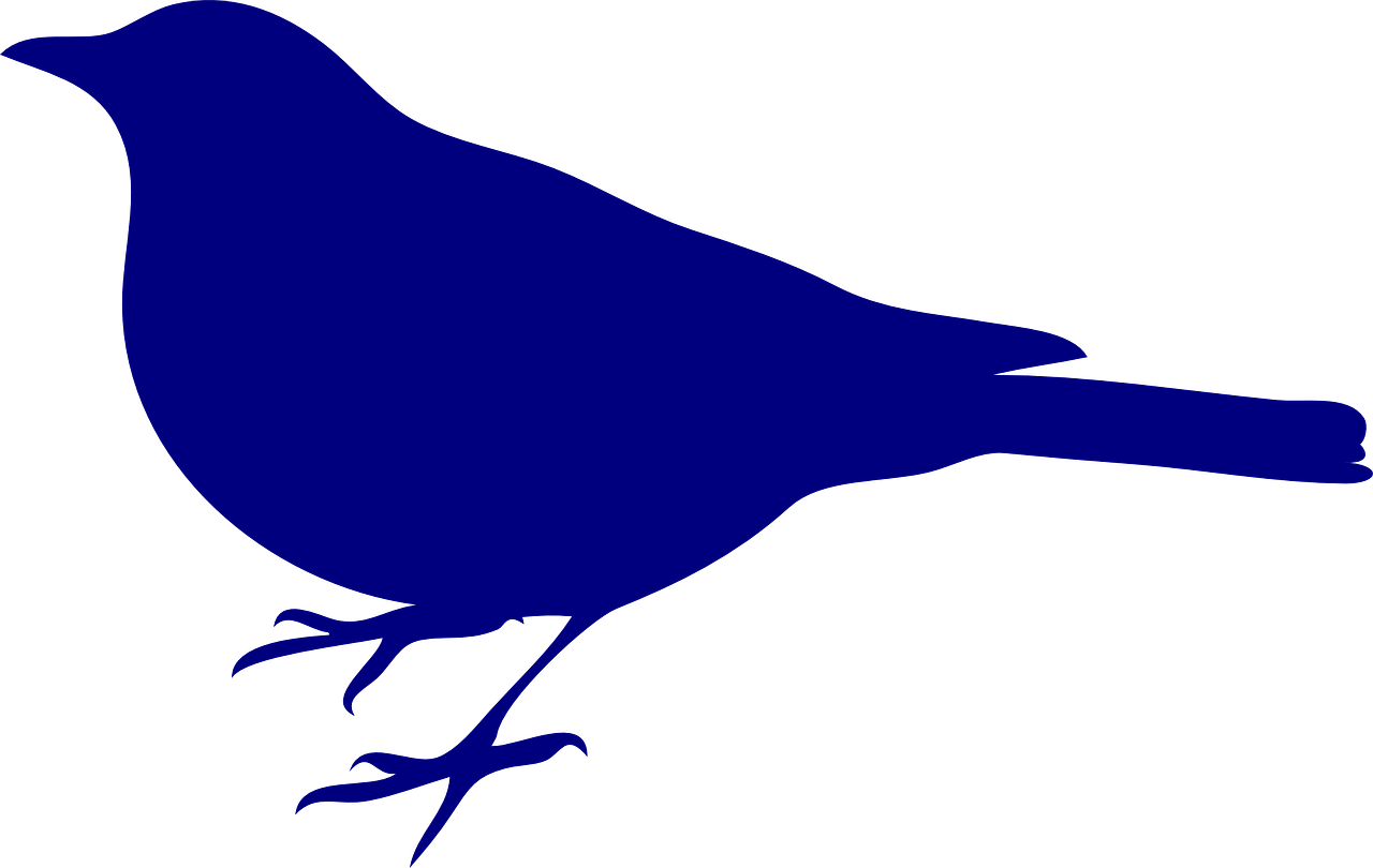 bird blue silhouette free photo