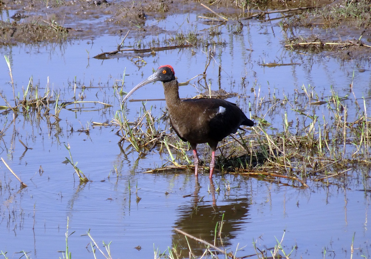 bird red-naped ibis pseudibis papillosa free photo