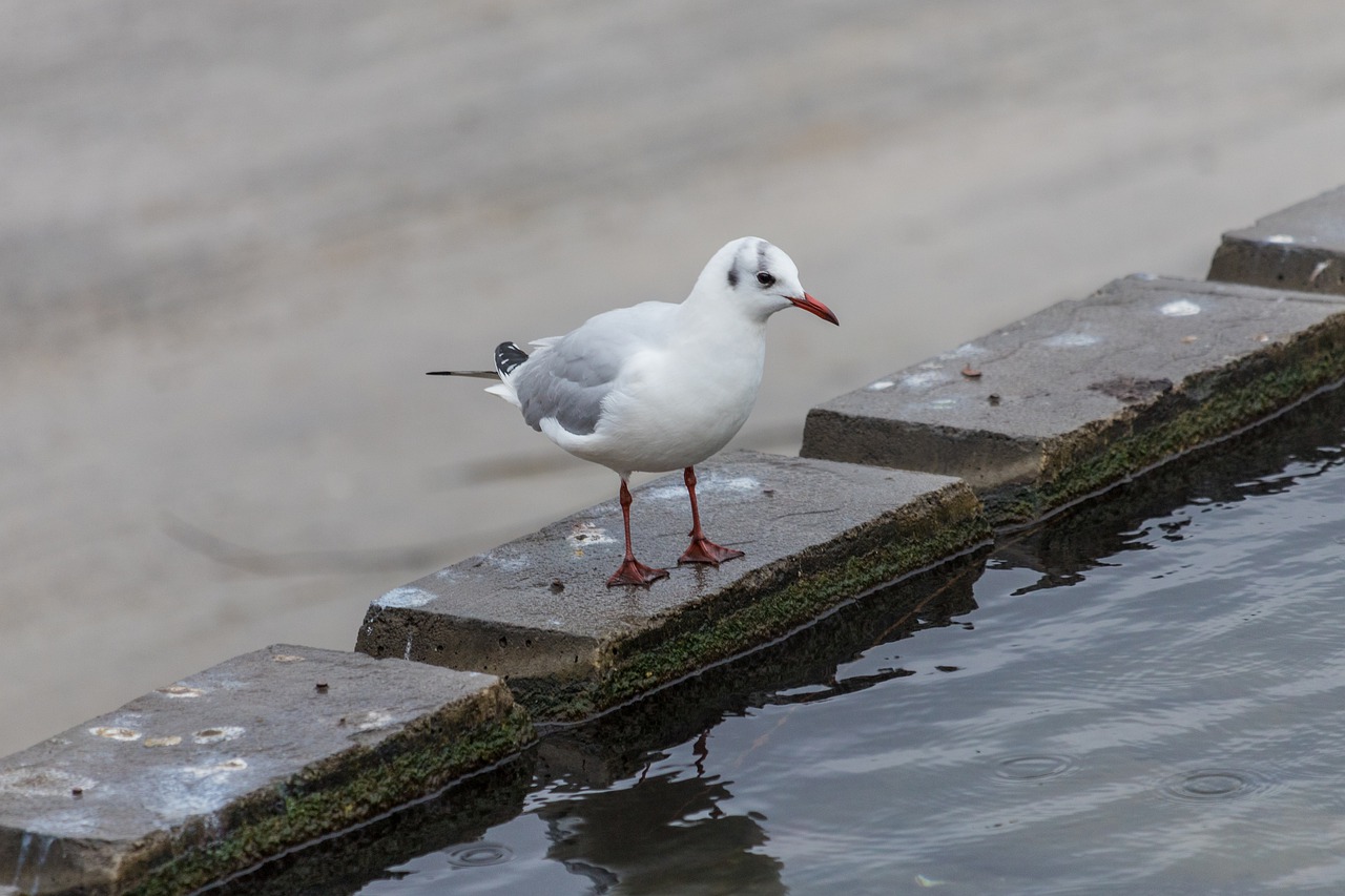 bird body of water nature free photo