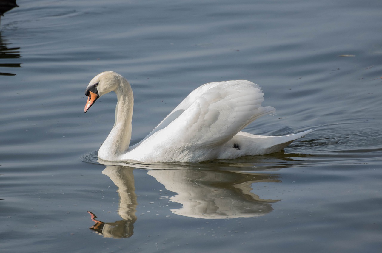 bird waters nature free photo