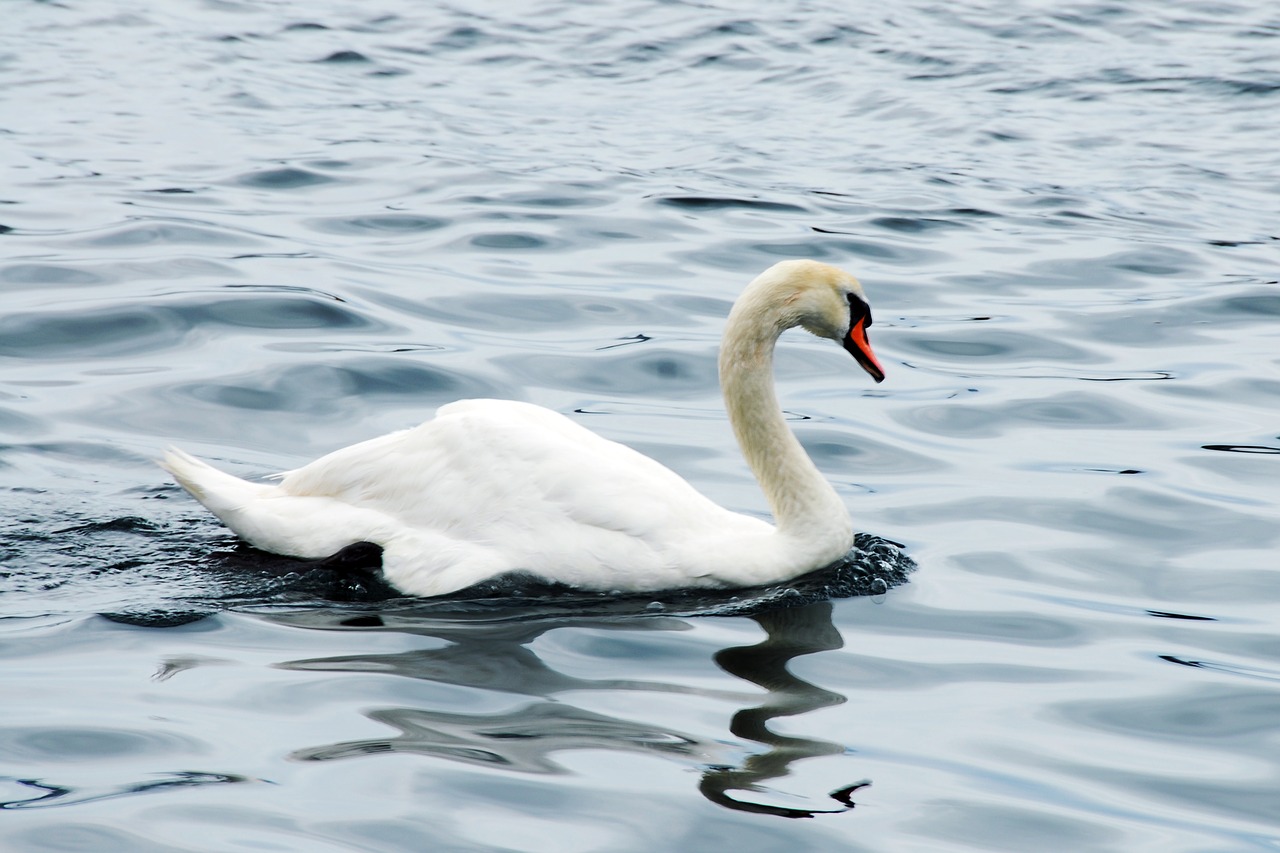 bird water nature free photo