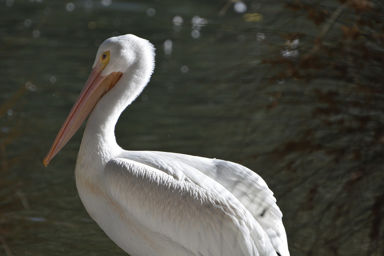 bird water pelican free photo