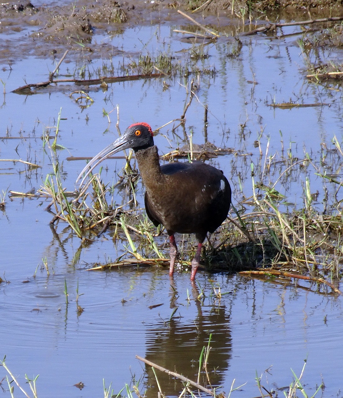 bird red-naped ibis pseudibis papillosa free photo