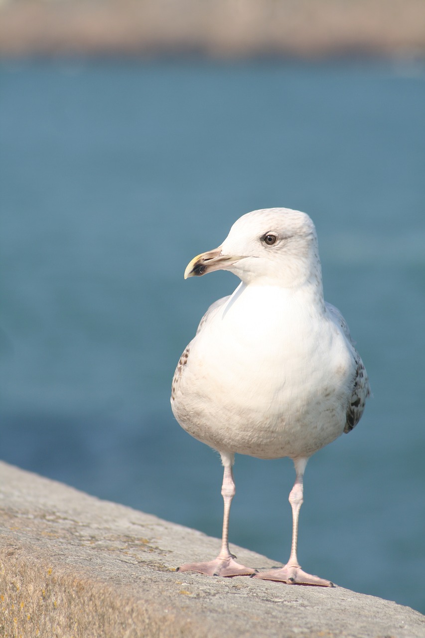 bird fauna nature free photo