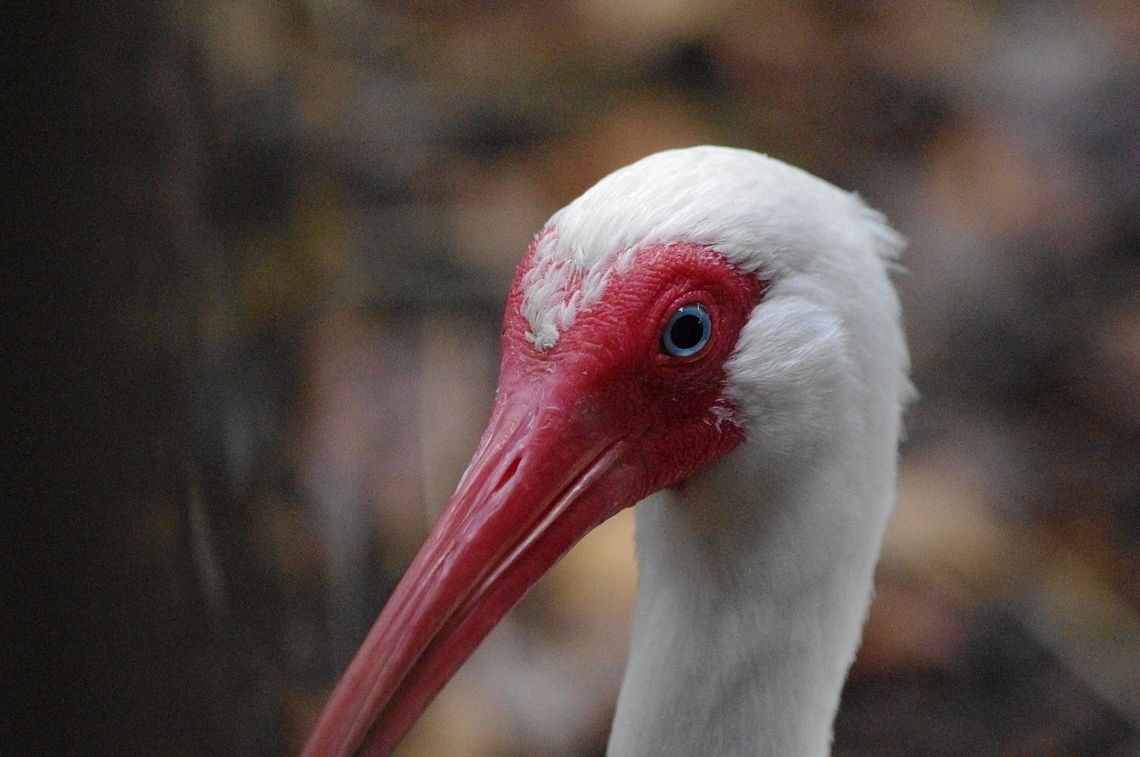 bird wildlife nature free photo