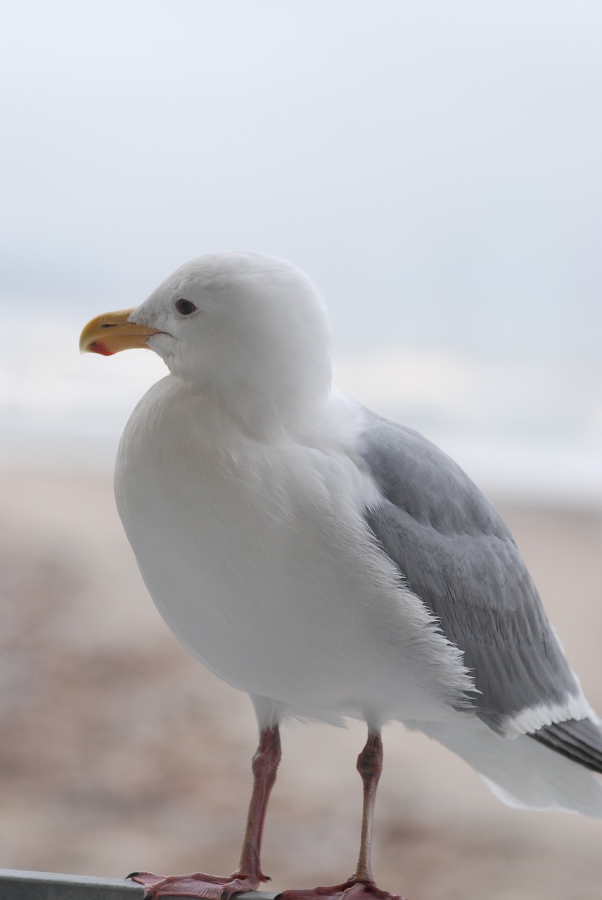 bird nature wildlife free photo