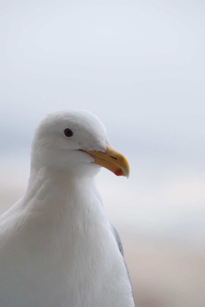 bird nature wildlife free photo