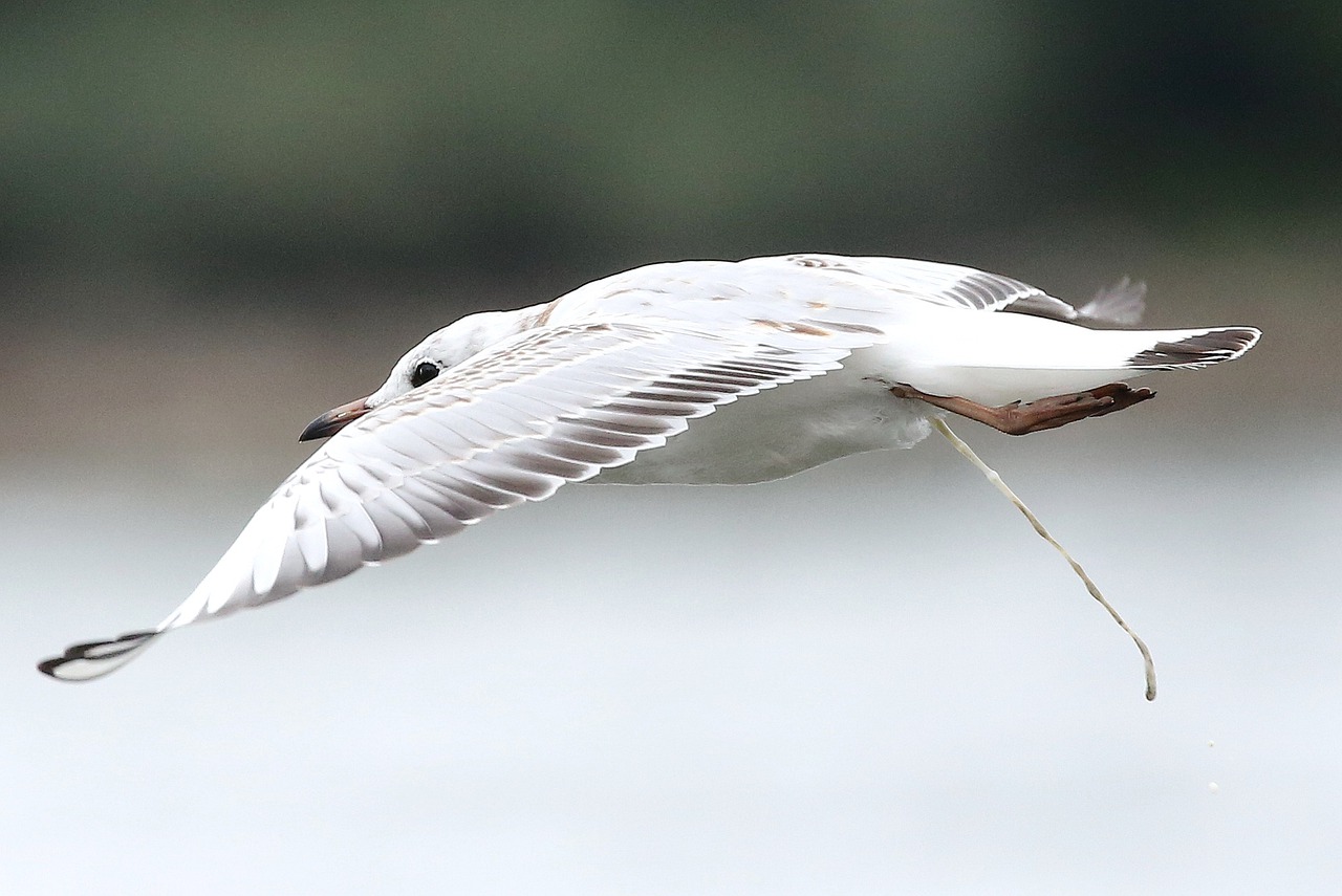 bird wing feather free photo