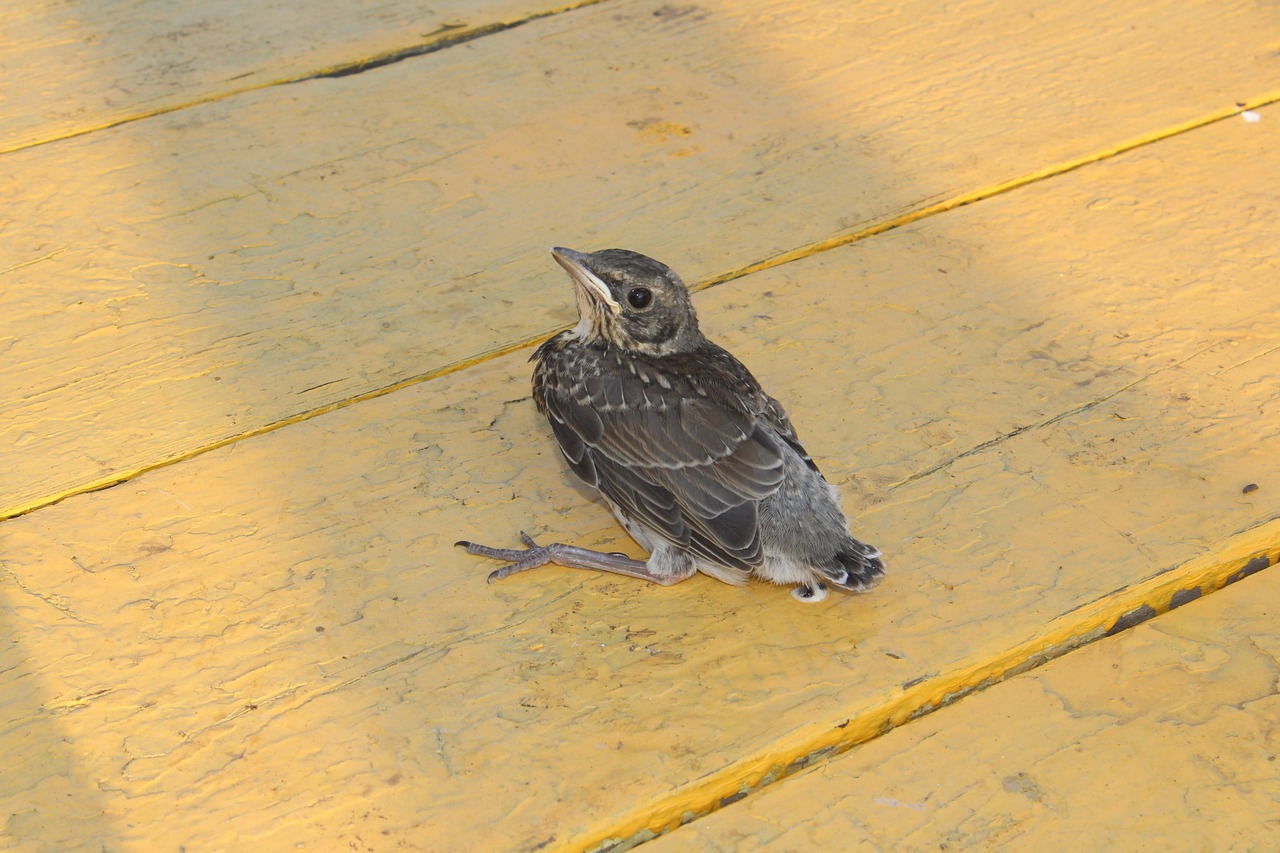 bird nature outdoors free photo