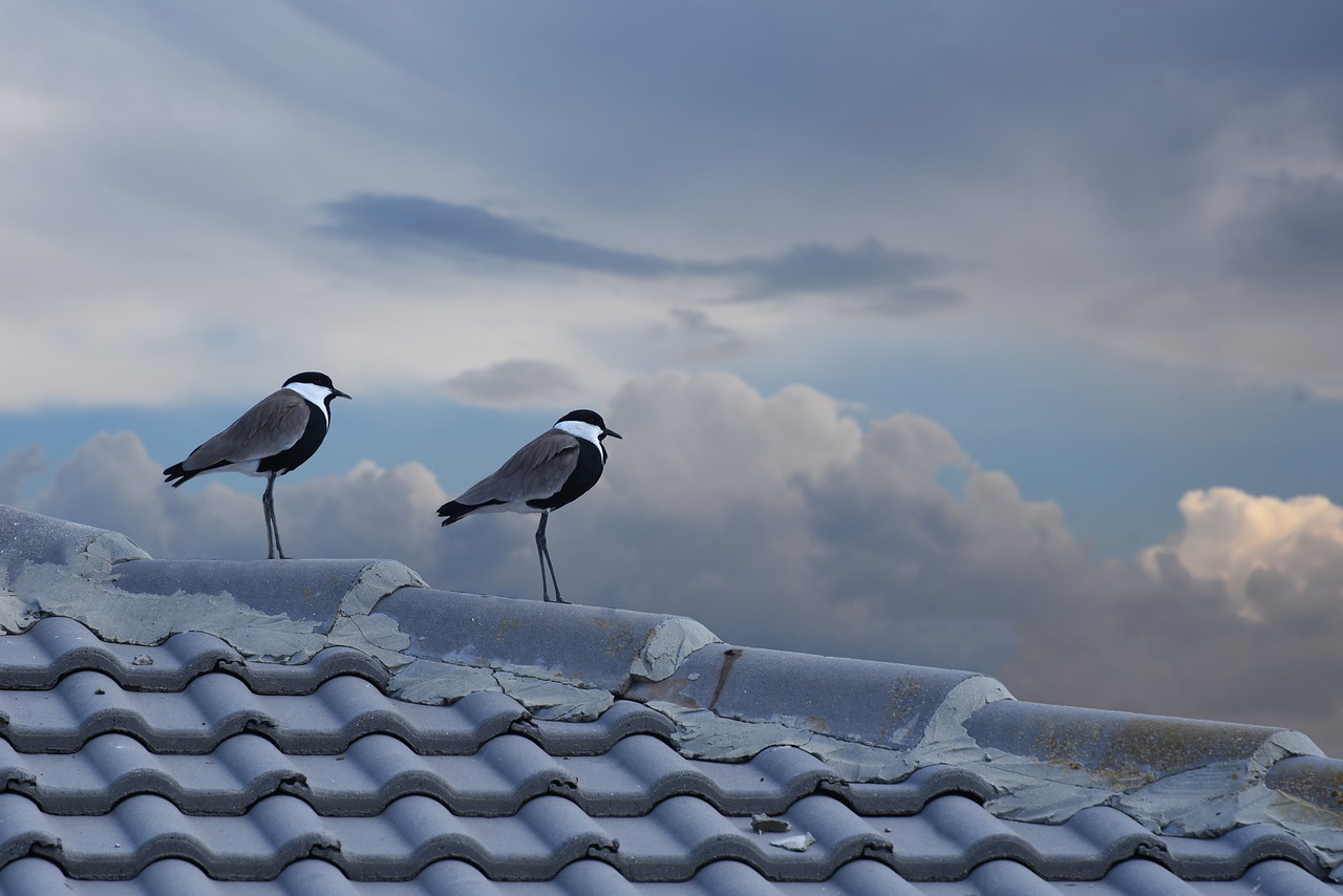 bird nature outdoors free photo