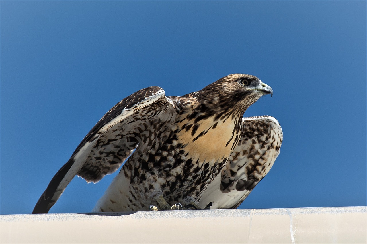 bird wildlife nature free photo