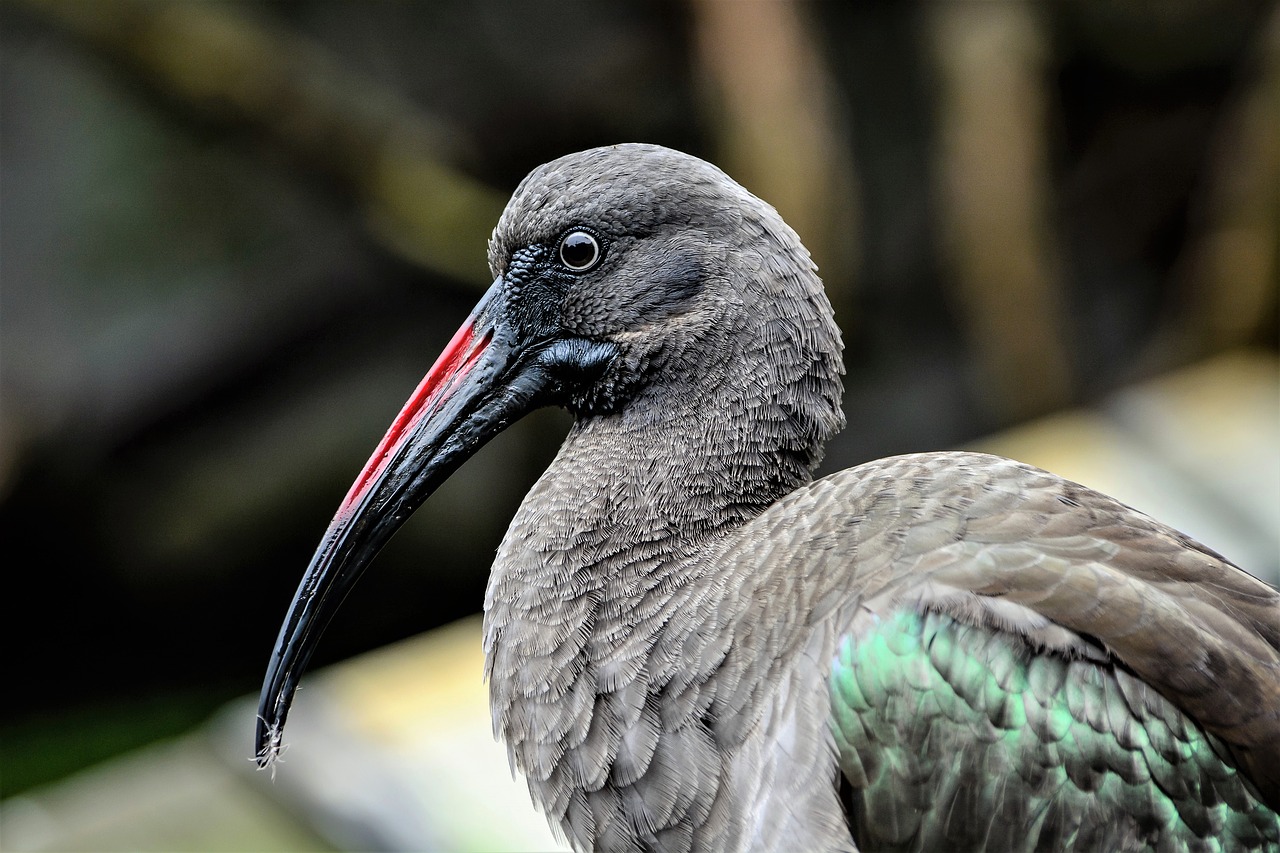 bird wildlife nature free photo