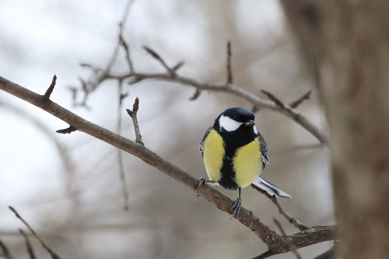 bird living nature nature free photo