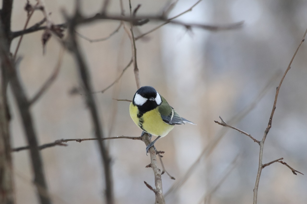 bird living nature nature free photo