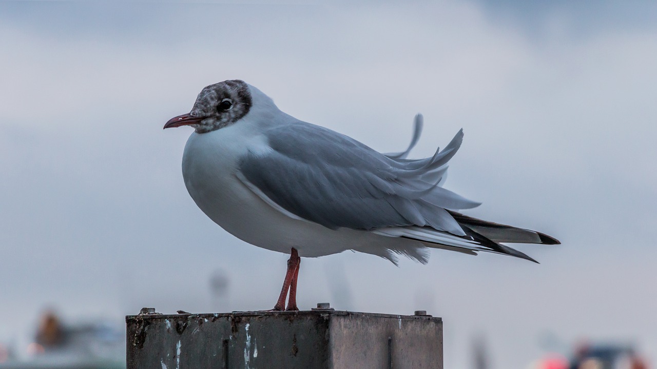 bird animal world nature free photo