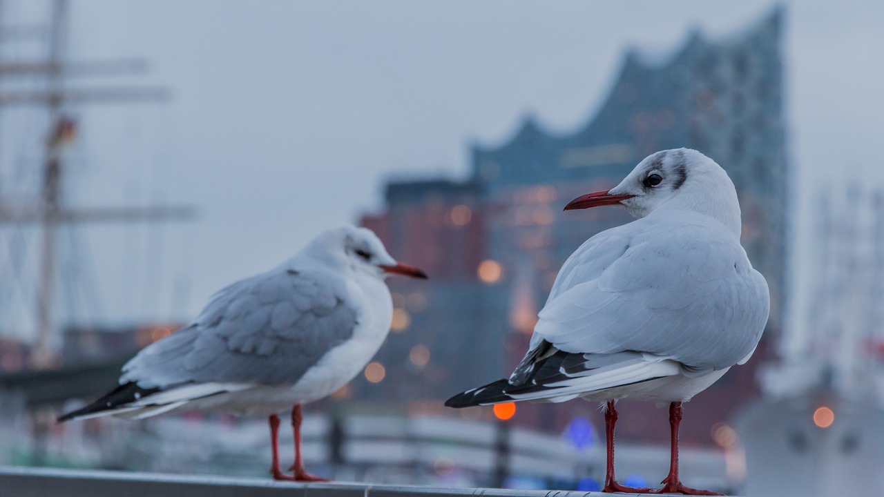 bird animal world wing free photo