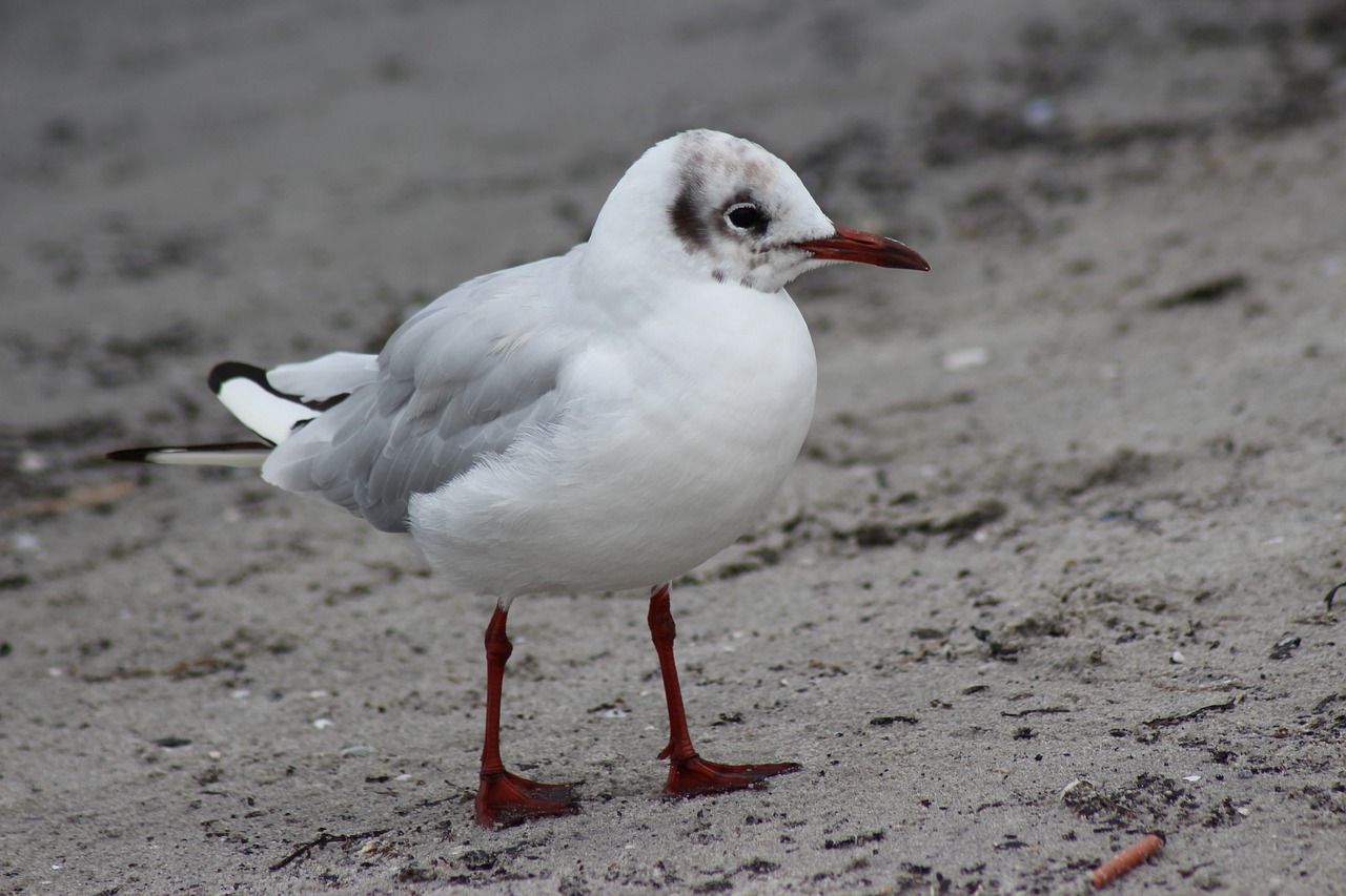 bird animal world nature free photo