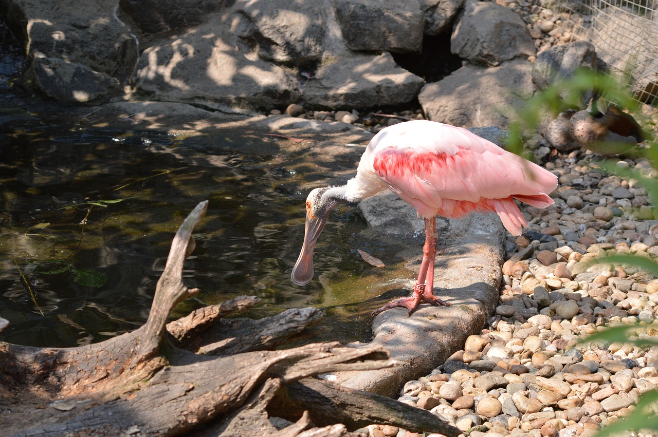 bird feather zoo free photo