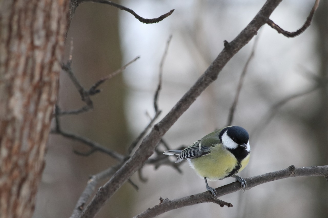 bird living nature nature free photo