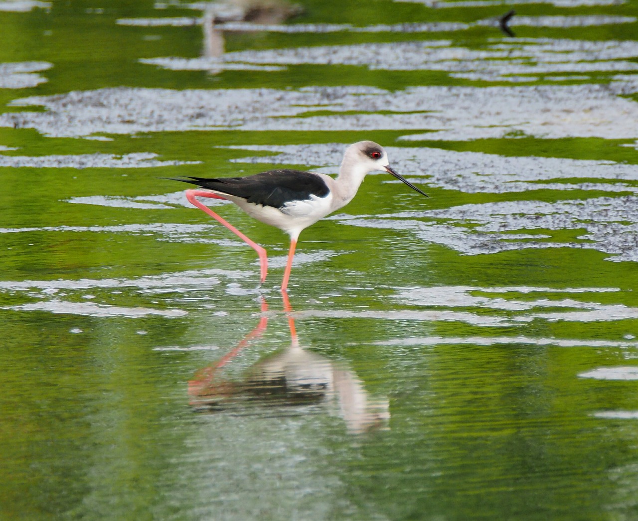 bird wildlife lake free photo