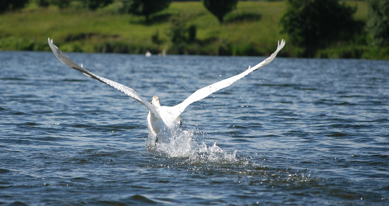 bird lake łab free photo