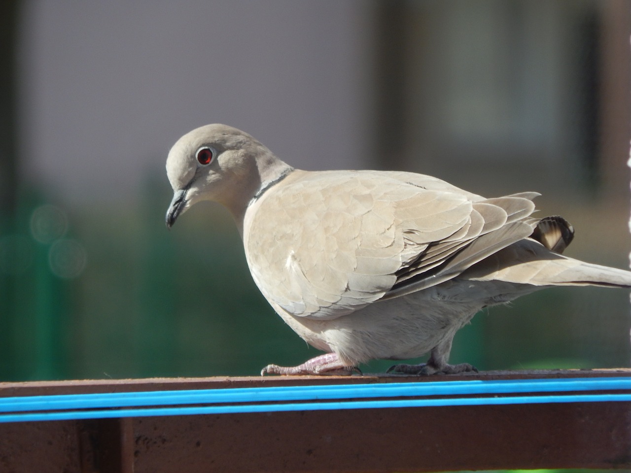 bird dove animals free photo