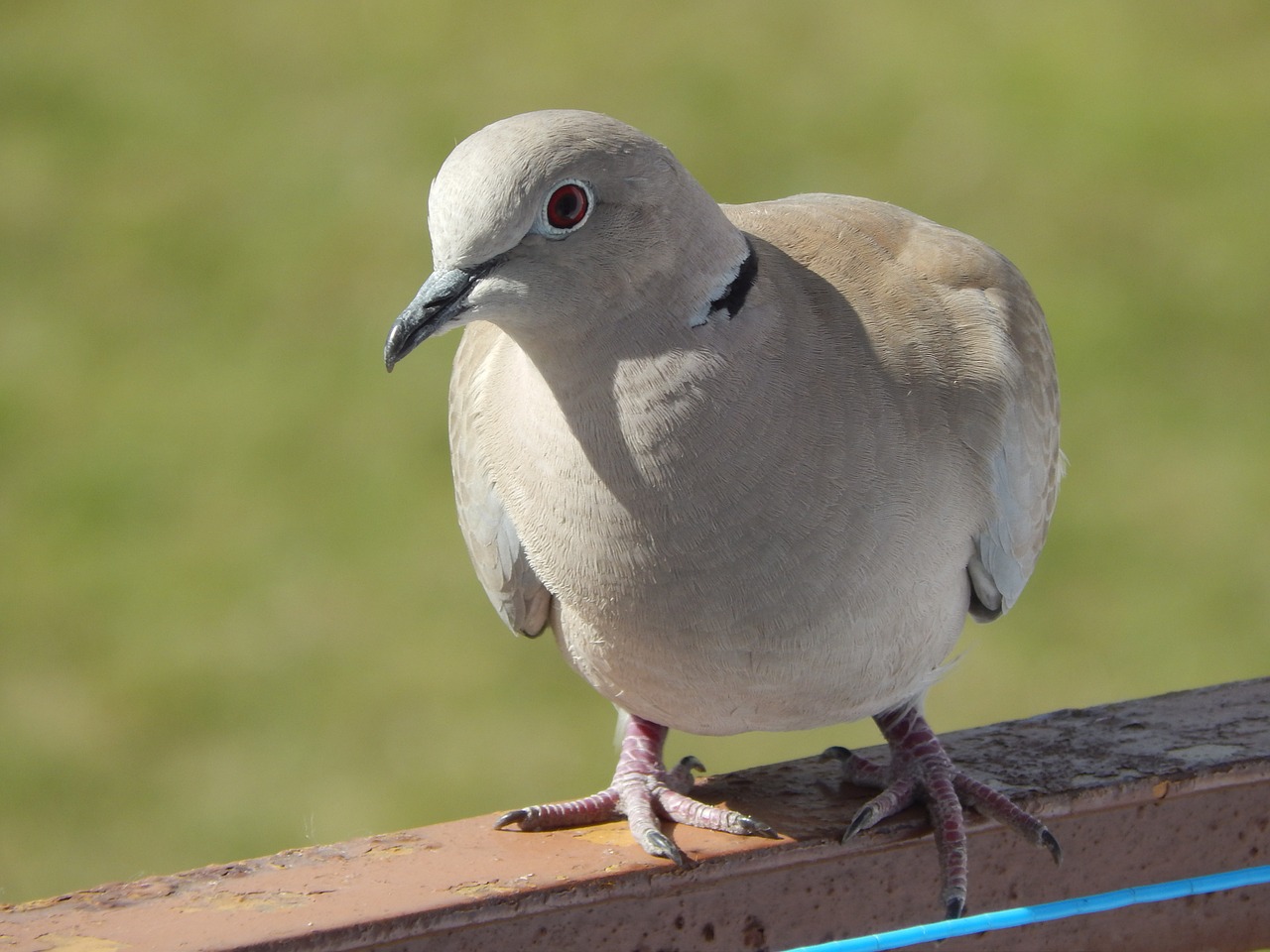 bird pen spring free photo