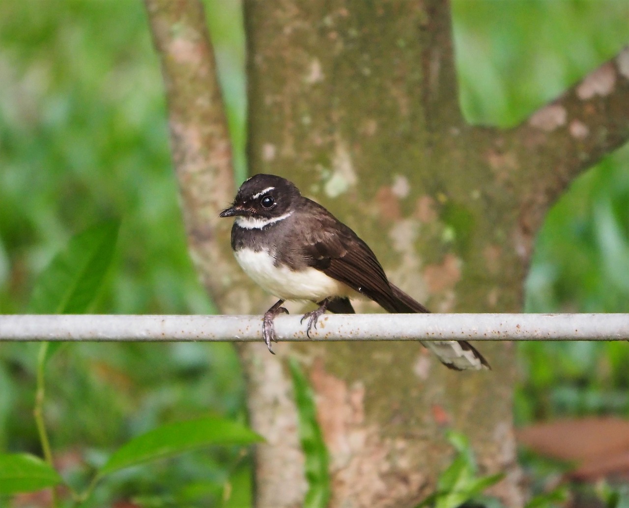 bird wildlife nature free photo