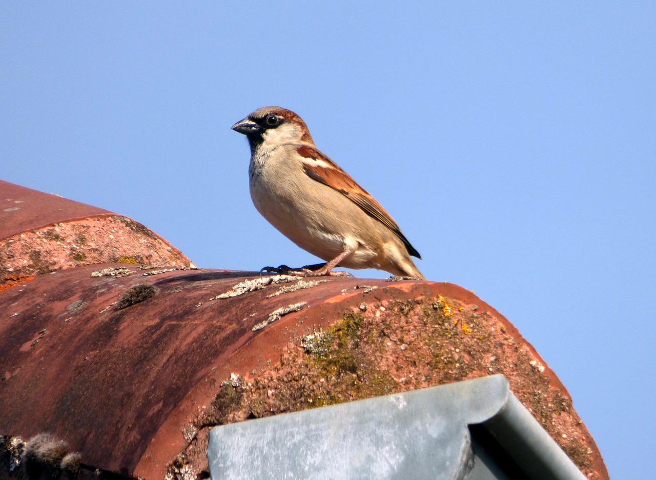 bird sparrow nature free photo