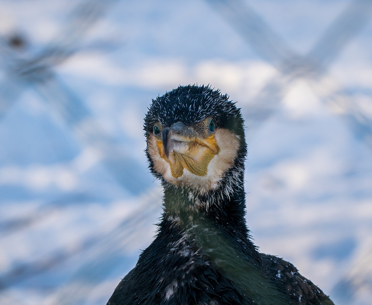 bird outdoors living nature free photo